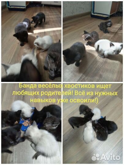 Котодети в добрые руки