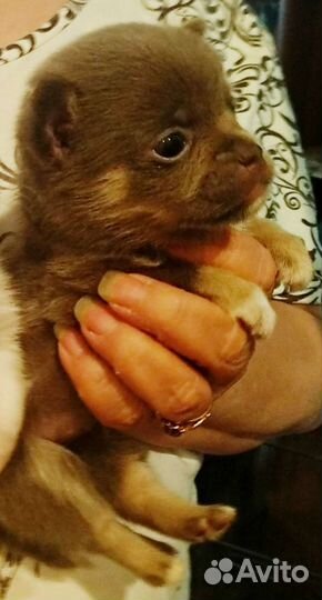 Щенки чихуахуа мальчишки и девочка