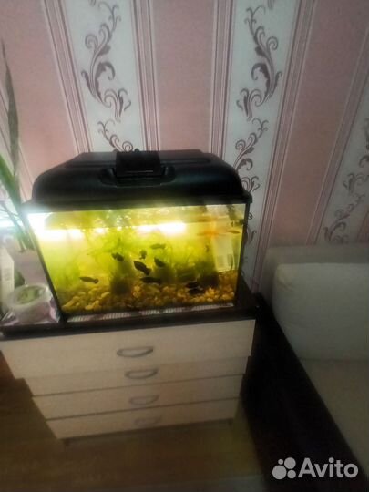 Аквариумные рыбки и аквариумы