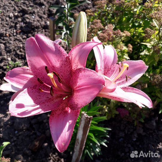 Многолетние садовые цветы