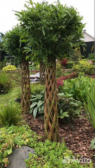 Плетеное дерево