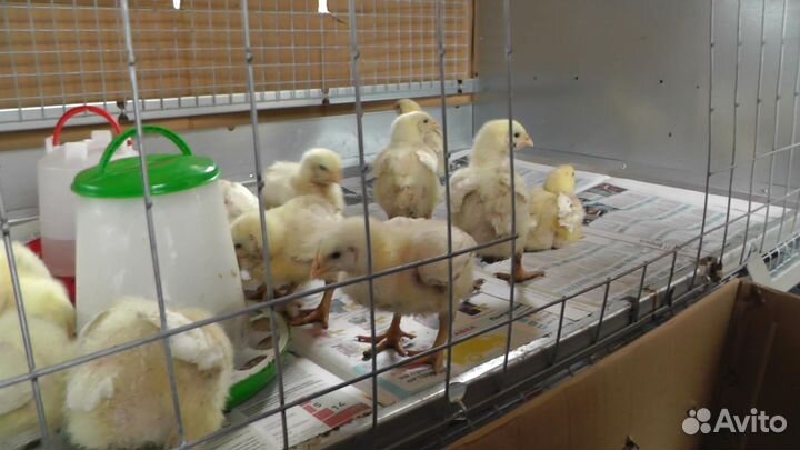 Брудер (клетка) для бройлеров, цыплят, кур