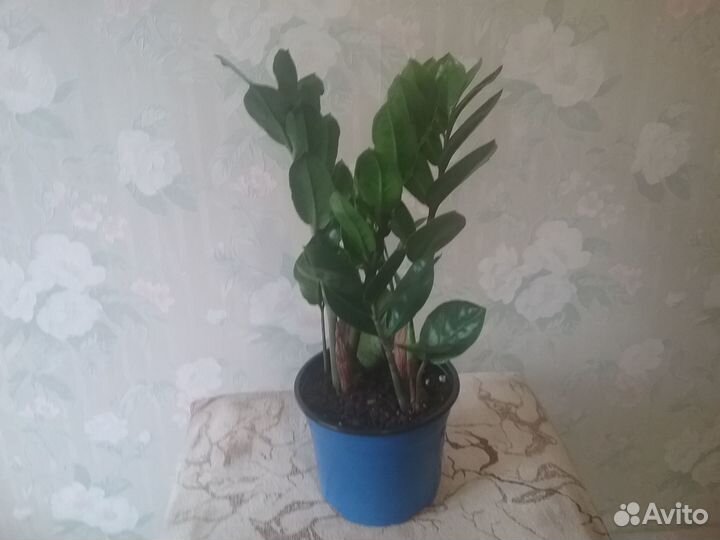 Комнатные растения