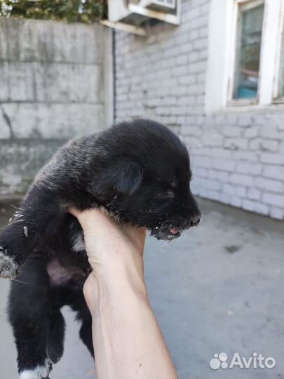 Собака в добрые руки отдам бесплатно