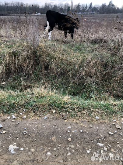 Мясо говядина домашняя