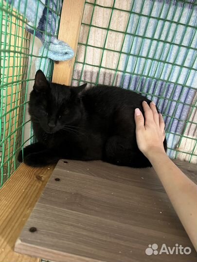 Кошка в дар бесплатно