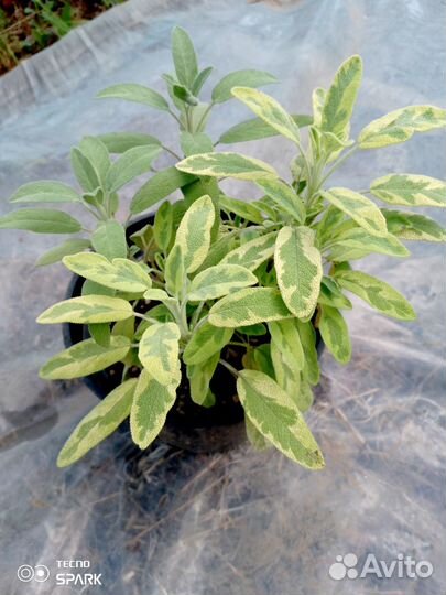 Растения для сада