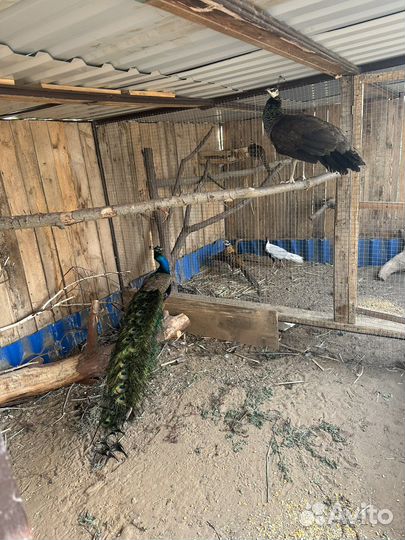 Павлины самец и самка