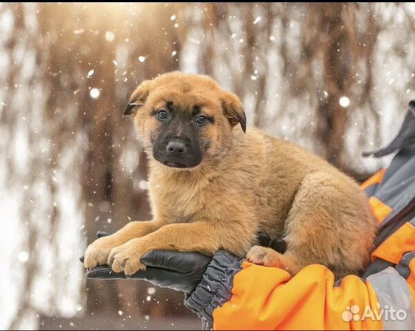 Щенки бесплатно в добрые руки