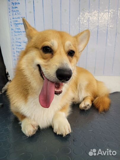 Груминг собак