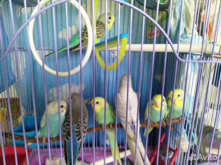 Волнистый попугай