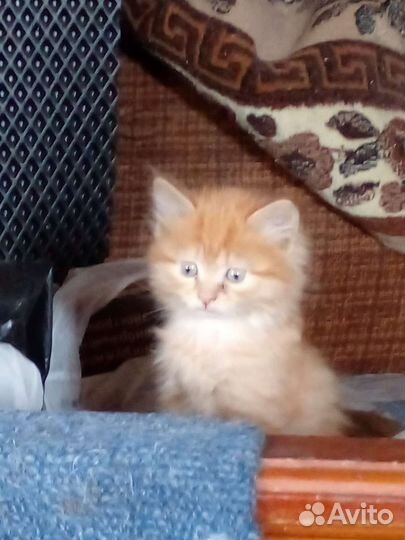 Кошки в добрые руки