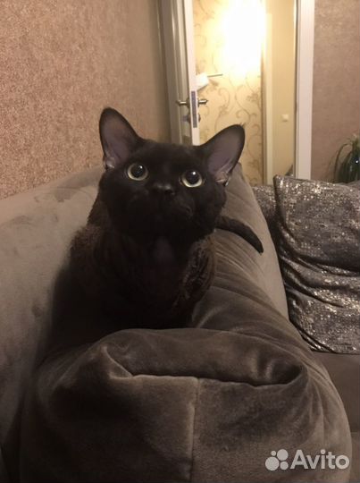 Девон-рекс вязка