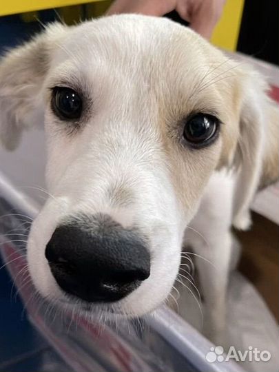 Бублик счастливчик ищет дом (щенок)