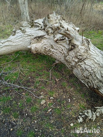 Дерево на слэб