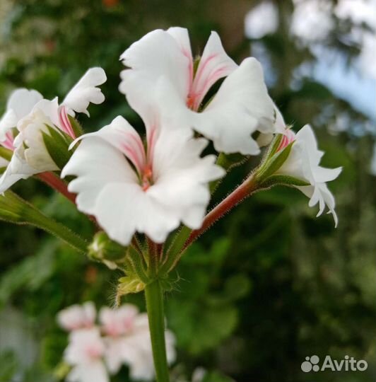 Герань пеларгония