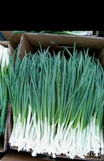 Зелень свежая.Оптом.Укроп.Петрушка.Лук зеленый