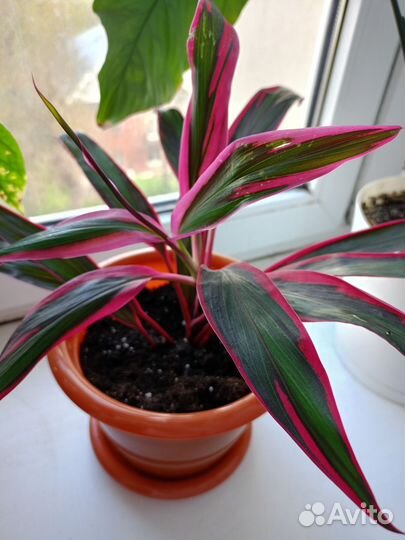 Комнатные цветы