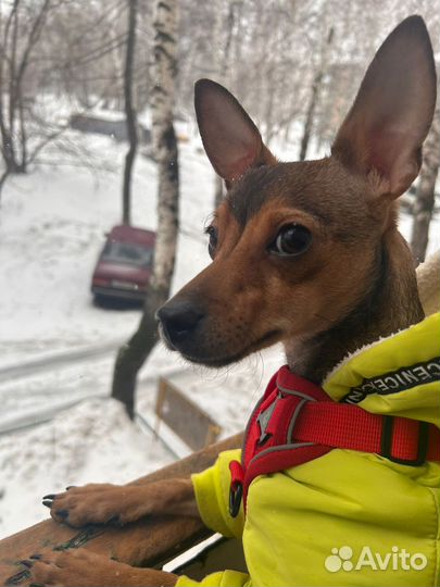 Щенок 7-8мес