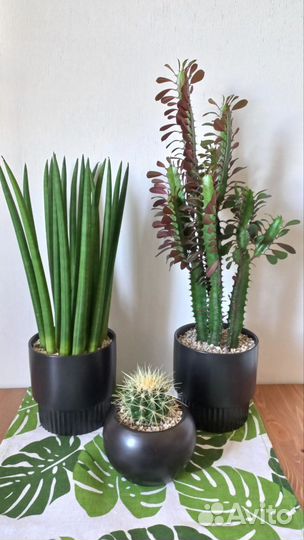 Суккуленты