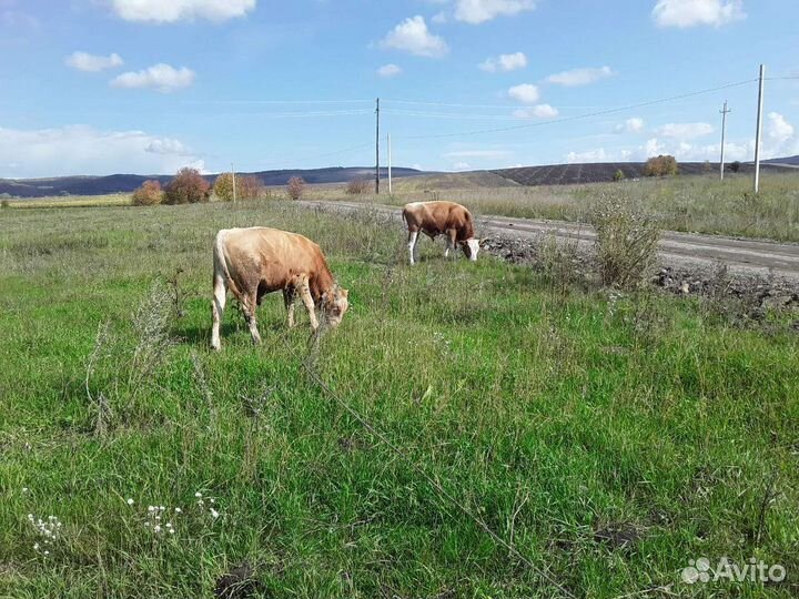 Телята бычки