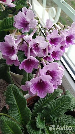 Стрептокарпусы