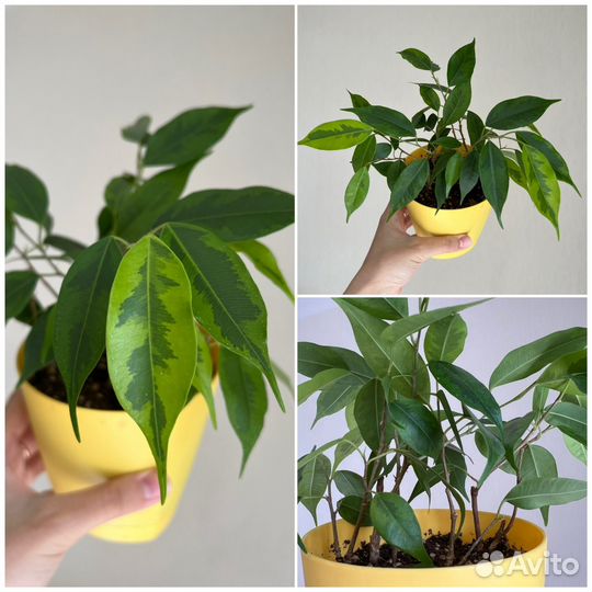 Комнатные растения