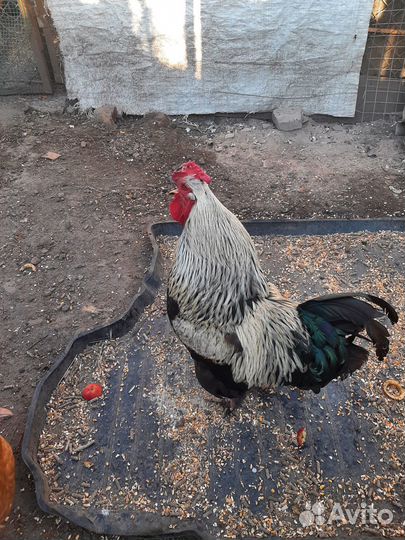 Молодые петухи