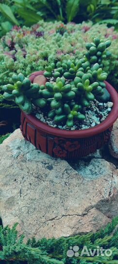 Суккуленты.Эониумы