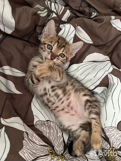 Бенгальский котенок