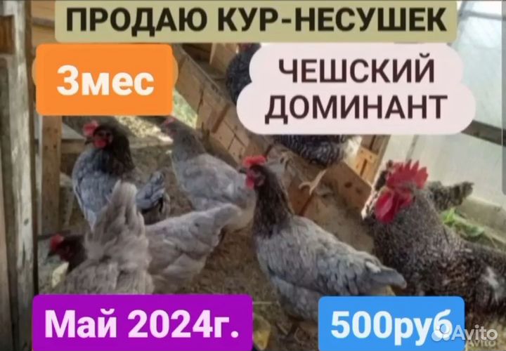 Куры-несушки 2мес