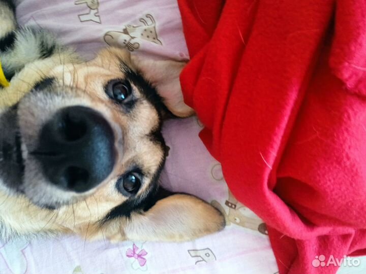 Передержка собак