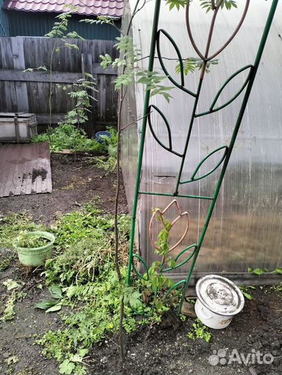 Продам рябину