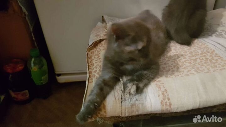 Отдам кошечку