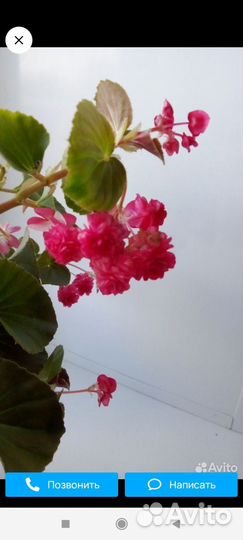 Бегонии вечноцветущие махровые