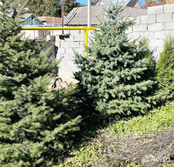 Ель голубая Глаука формированная 2-2.5 метра