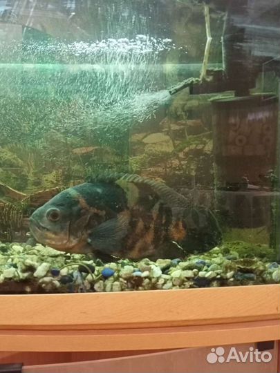 Астронотус