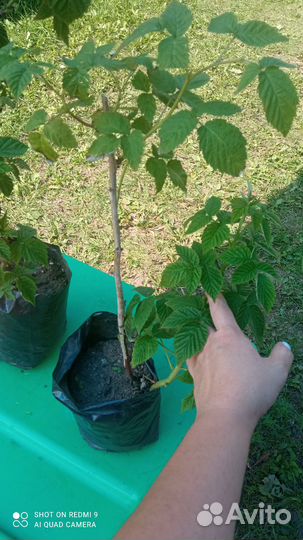 Малина сорт Жар-птица