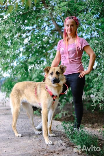 Молодая собака из приюта