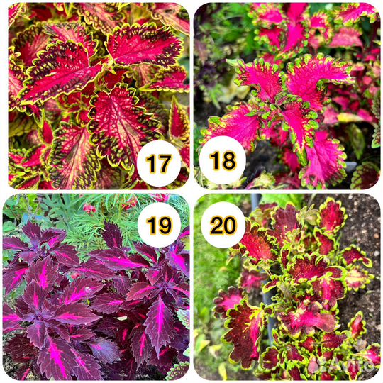 Колеус вегетативный