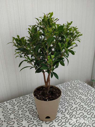 Фикус микрофилла