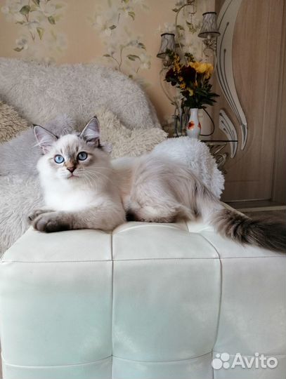 Невский маскарадный кот