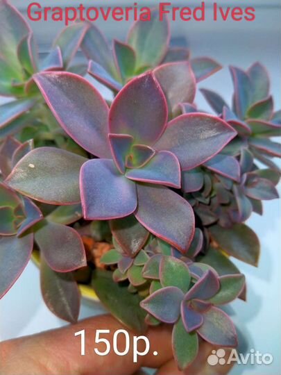 Суккуленты 1