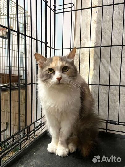 Кошки трехцветки на счастье в семью