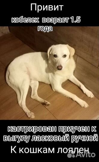 Похож на лабрадора