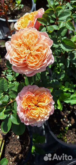 Саженцы японских роз