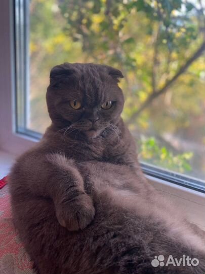 Кошки вислоухие