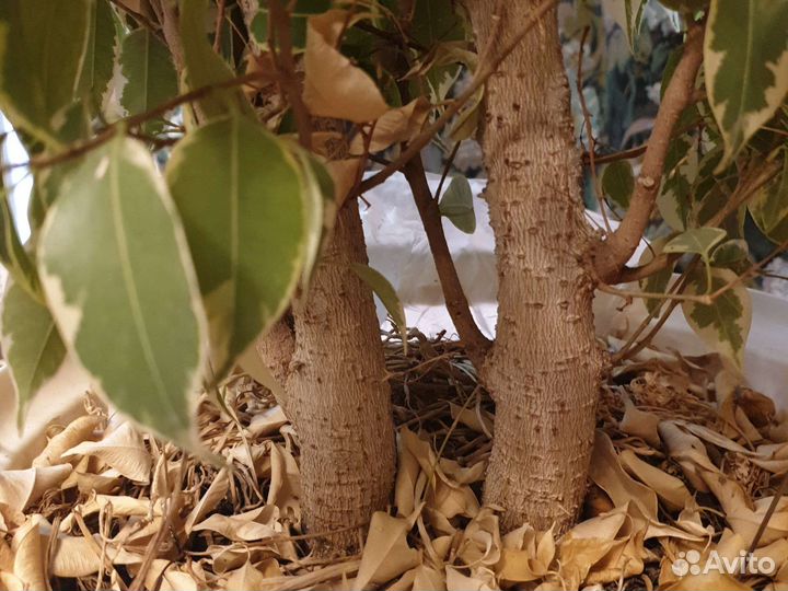 Фикус бенджамина большой