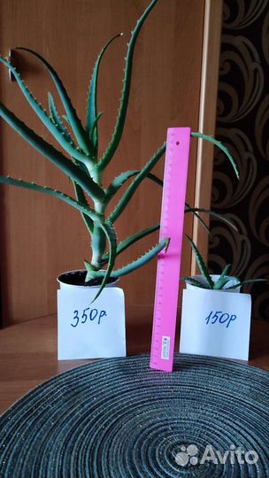 Алоэ столетник лечебный