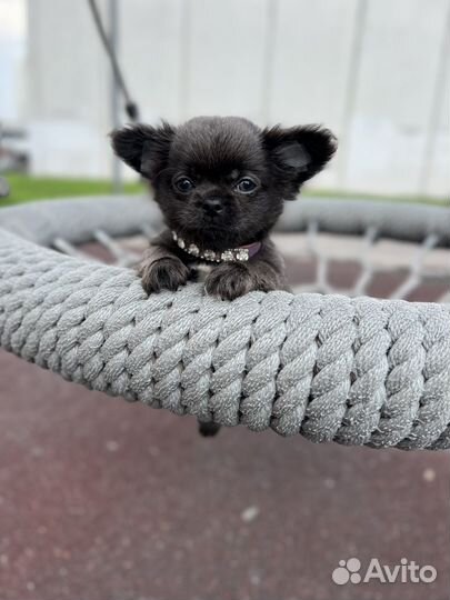 Щенки чихуахуа длинношерстные